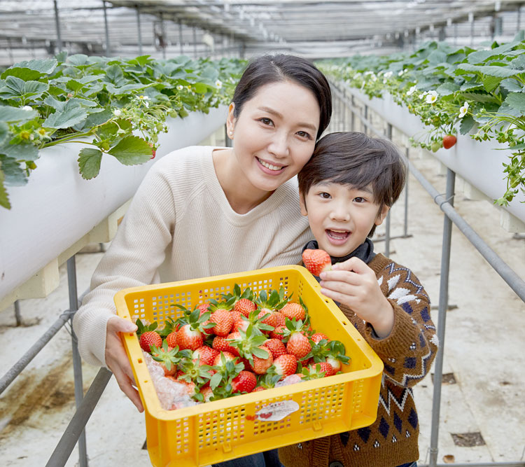 |경기도 파주| 파주월롱딸기농장_딸기체험
